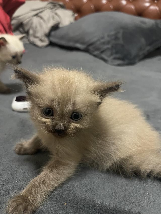 ขายลูกแมวหาบ้านให้ลูกแมว