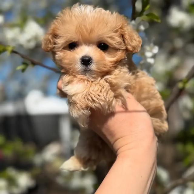 Maltipoo Puppies | WhatsApp me : +66 63 826 3042 รูปที่ 3