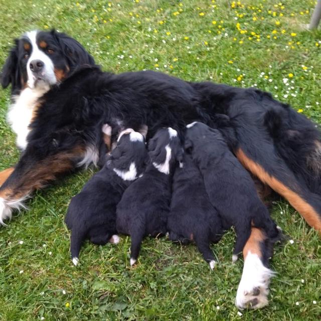Bernese Mountain Puppies 3