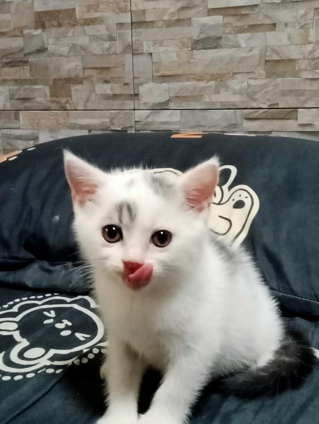 ลูกแมวพันธุ์ 3ตัว 7