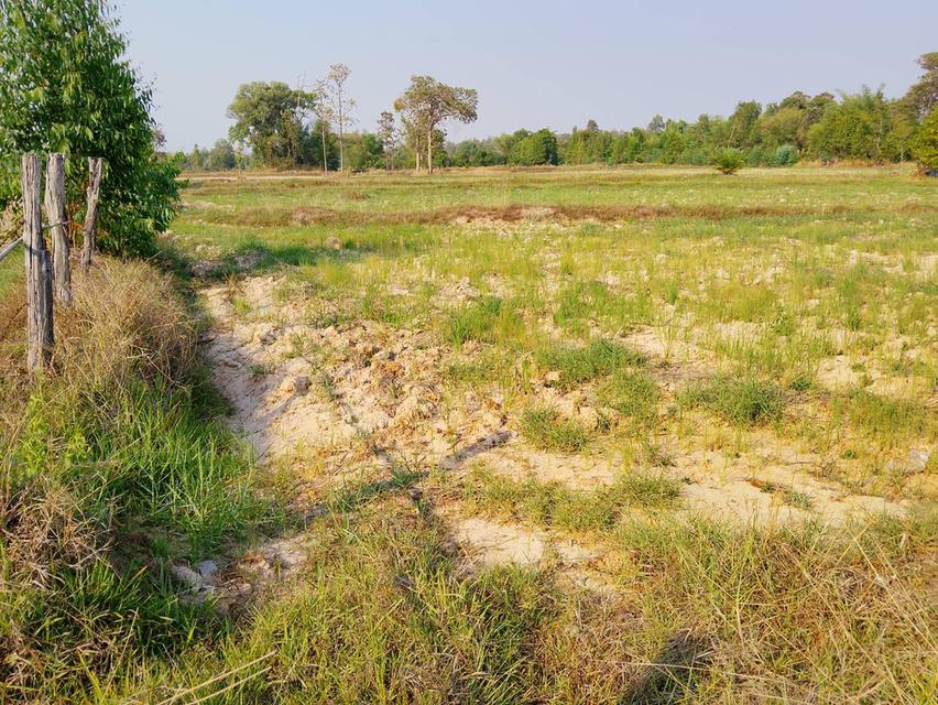 ขายที่ดิน จำนวน 9 ไร่ 1 งาน 57 ตารางวา 2