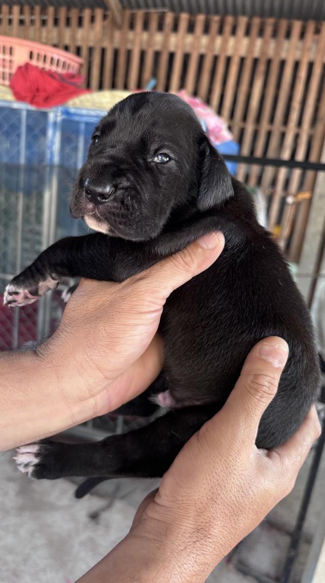 Great Dane ลูกสุนัขพันธุ์เกรทเดนสีดำ