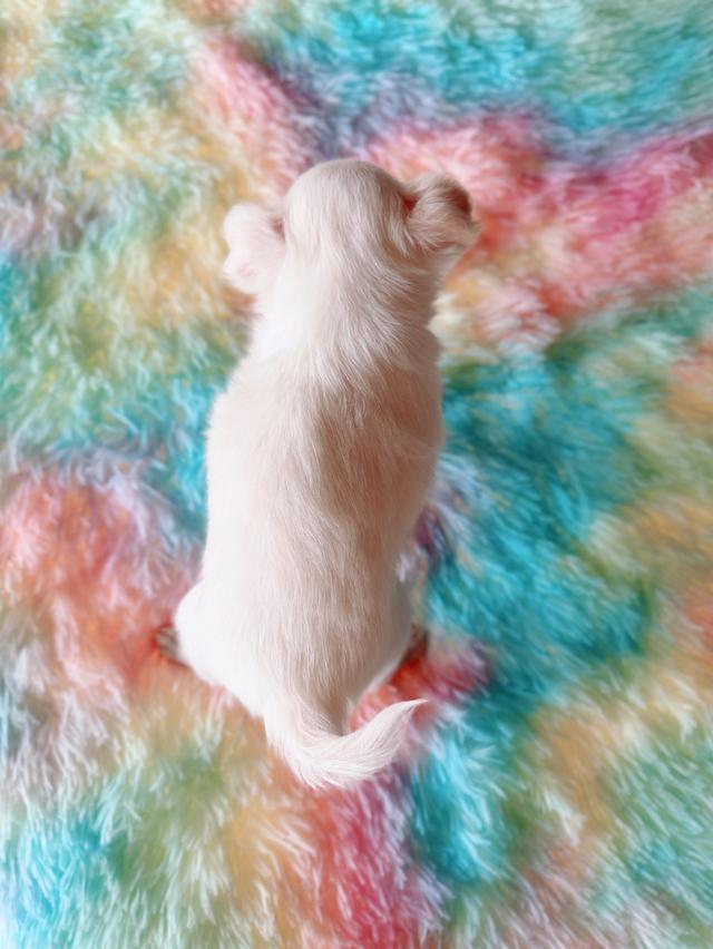 ชิวาวาผสมปอม ผู้ สีขาวครีม พิกัดรามอินทรา 10