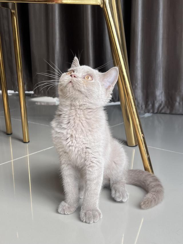 ลูกแมว บริติช ช็อตแฮร์ เพศเมีย พ่อแม่นำเข้า