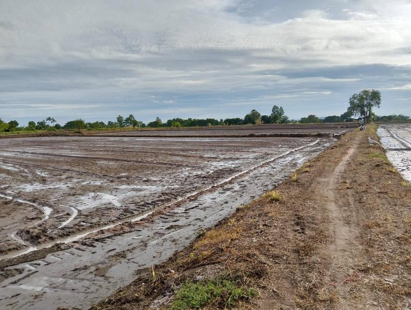 ขายที่ดิน 3 แปลง จังหวัดชัยนาท 3