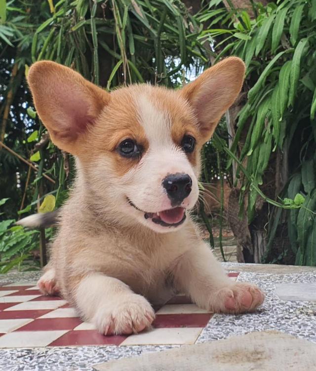 ลูกสุนัข Corgi เพศผู้ 3