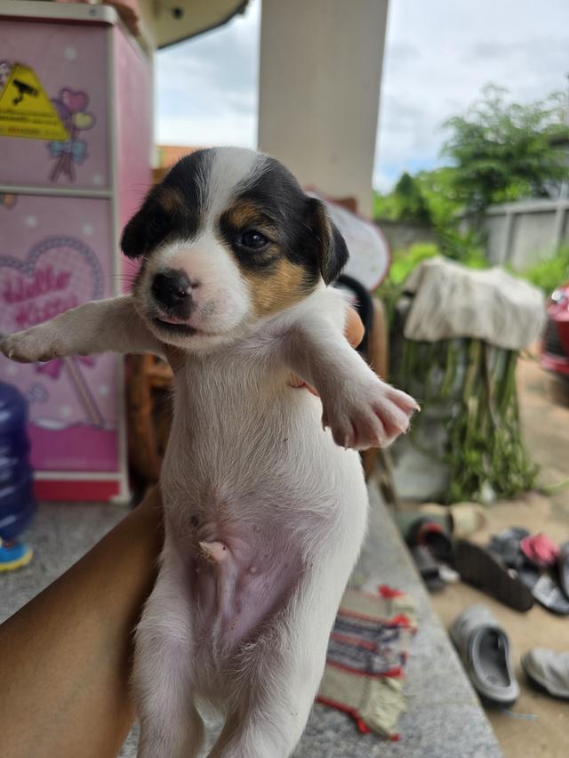ลูกหมาแจ็ครัสเซลแท้