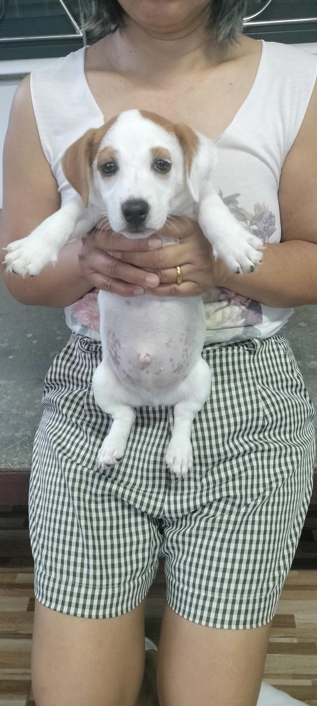 Beautiful Jack Russell Terrier puppies รูปย่อยที่ 2