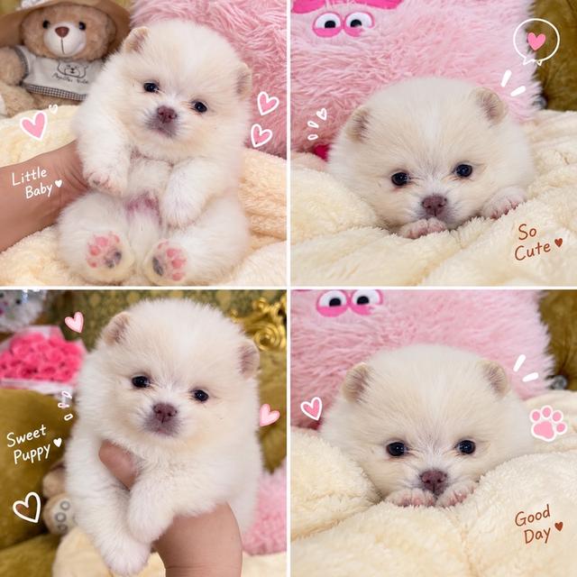 ปอมเมอเรเนียนแท้ มีบริการจัดส่ง