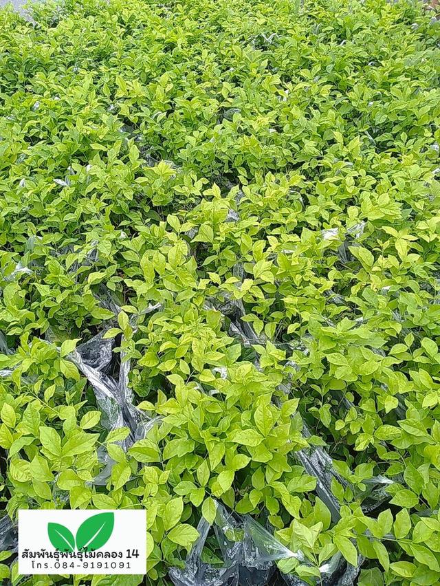 มะลิลา ต้นมะลิลา มะลิร้อยมาลัย