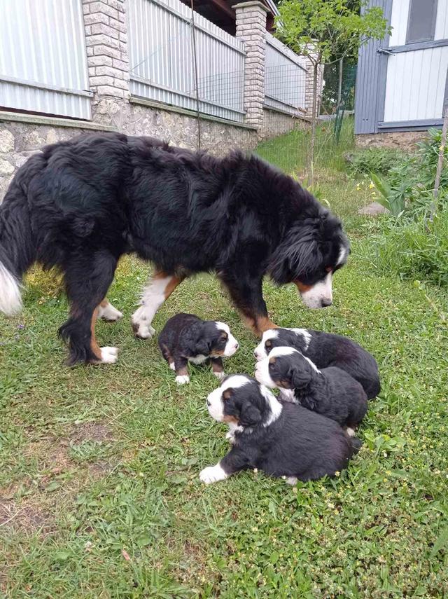 Bernese Mountain Puppies 5