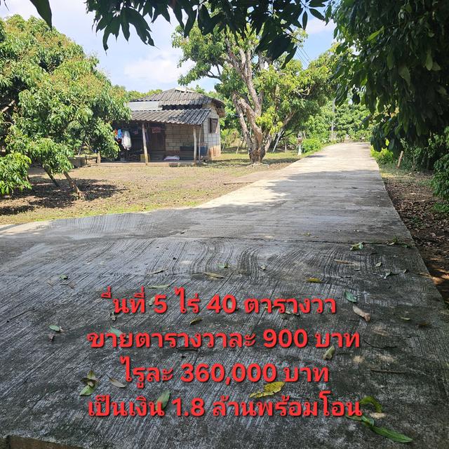 สวนลำไย 5 ไร่ อำเภอจอมทองจังหวัดเชียงใหม่ 5