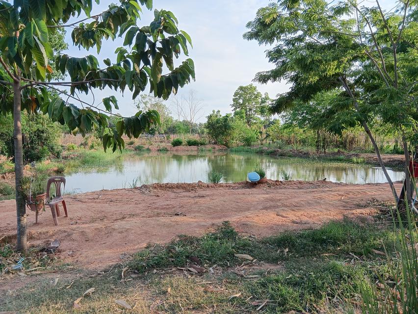 ขายด่วนที่ดินเปล่า21ไร่ ราคา3.9ล้าน ทำเลดีสวยบรรยากาศดีเหมาะทำฟาร์มรีสอร์ท อ.บ้านแท่น จ.ชัยภูมิ สนใจ0844255956 7