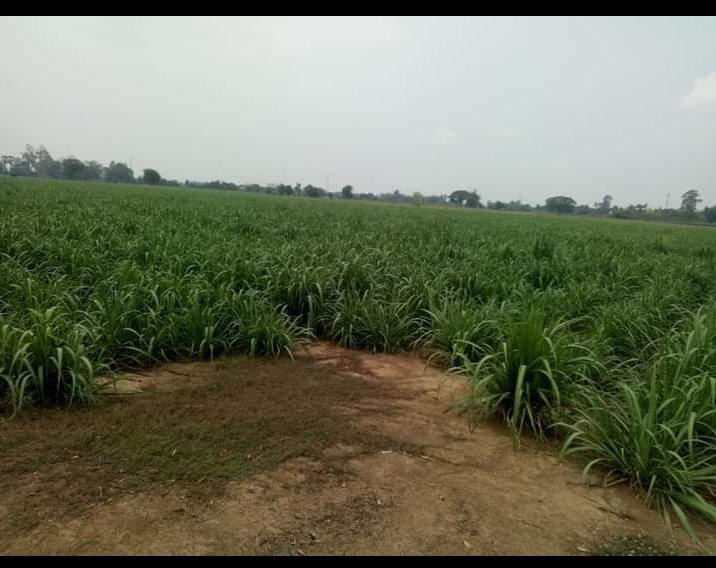 ที่ดิน ต.ไม้ดัด อ.บางระจัน จ.สิงห์บุรี 4