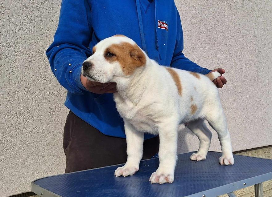 Central Asian Ovtcharka Puppies  WhatsApp me : ( +63 985 762 7466 ) 3