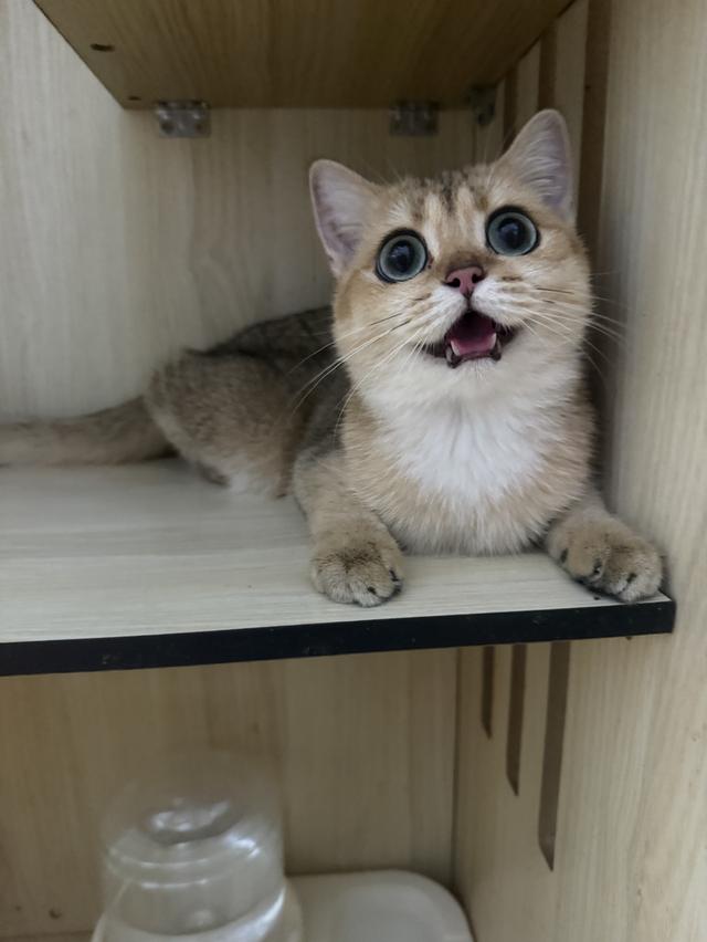 แมวบริติช 5