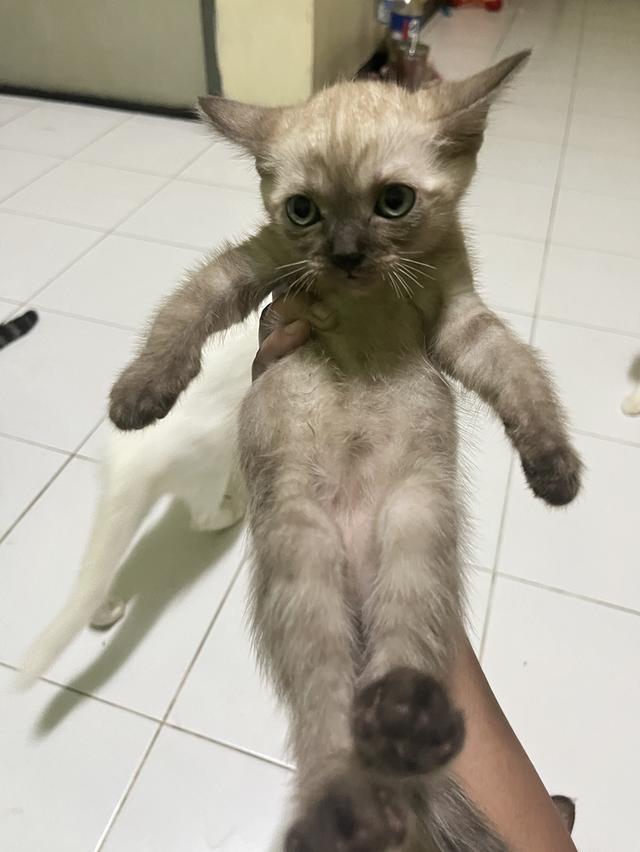 ขายลูกแมววิเชียรมาศกับขาวมนี 2