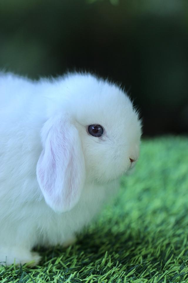 Hollandlop Harlequin Magpie Blue Eyes White Ears Doe