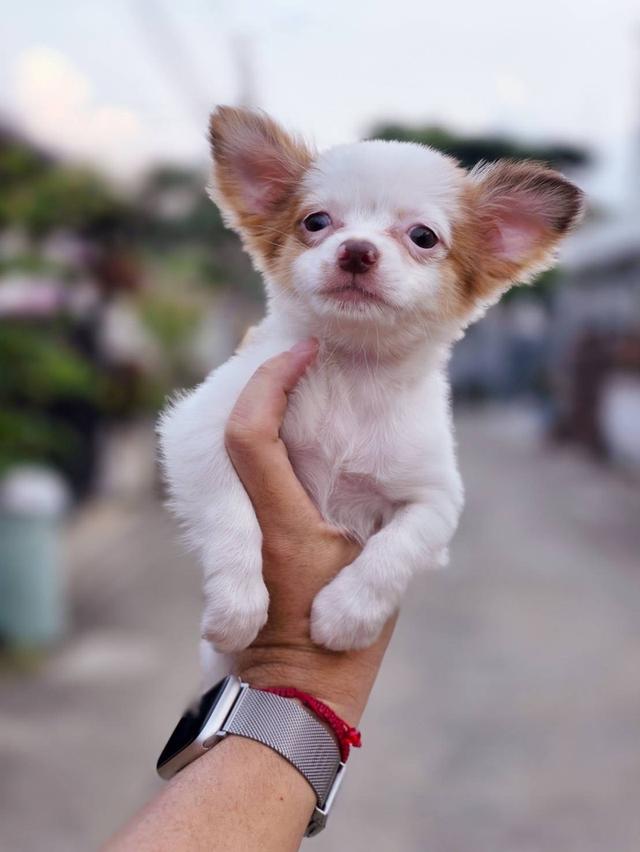 ชิวาวาแท้ขนยาว เพศเมีย พร้อมย้ายบ้าน