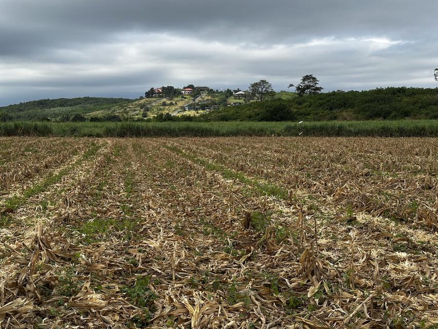 ที่ดินเขาใหญ่ มองเห็นวิวเขา 2ไร่ 2งาน 19ตรว หน้ากว้างติดถนนลาดยาง 77 เมตร ไฟ 3เฟส น้ำพร้อม ถนนลาดยางกว้าง 8 เมตร 9