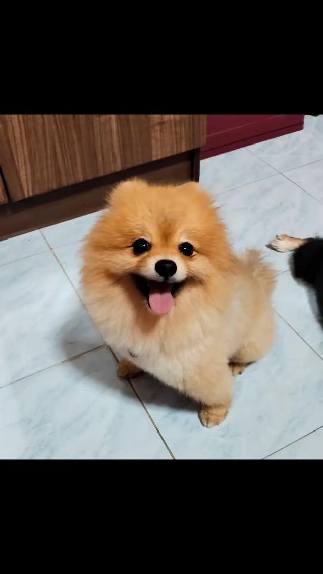 สัตว์เลี้ยง สุนัข ปอมเมอเรเนียน