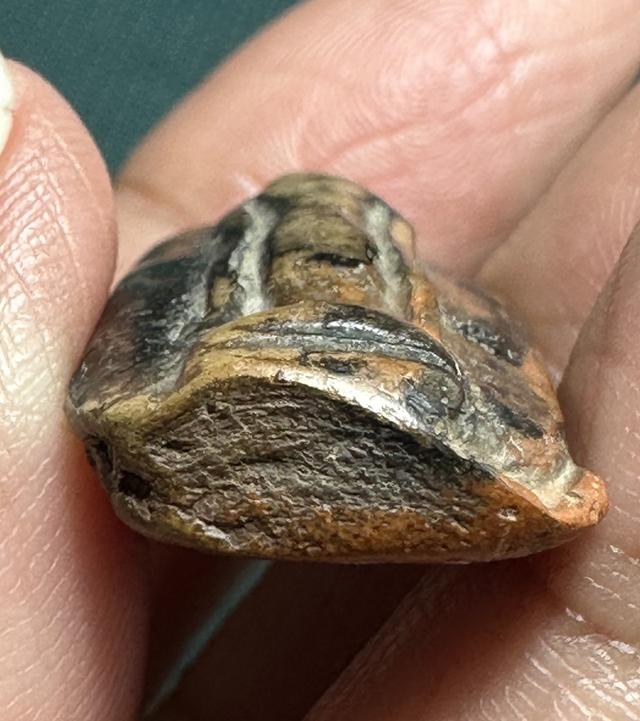 องค์ละ1850🙏พระกำแพงเปิดโลกยืนตอ เนื้อผ่านดำเขียว🙏พระกำแพงลีลาเม็ดขนุน รูปที่ 11