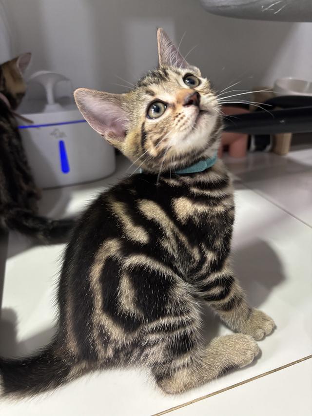 ลูกแมว American Shorthair รูปที่ 3