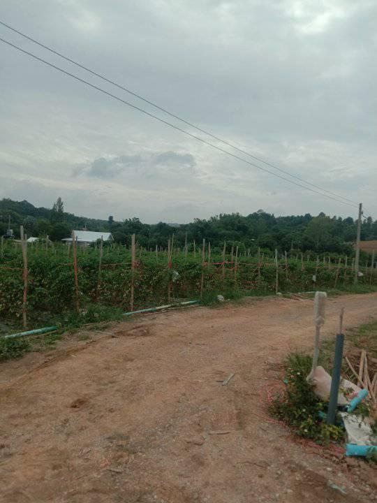 ที่ดิน เปล่า 1-10 ไร่ แบ่งขายได้ ที่วังหมี ไร่ละ 6แสน