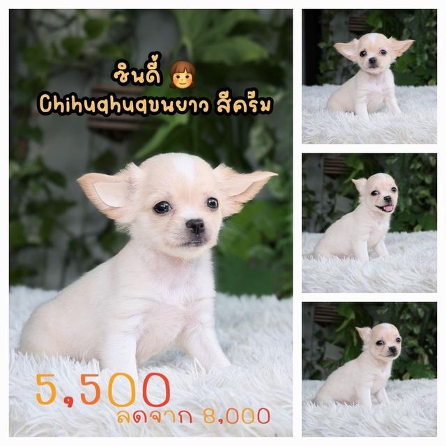 ชิวาวาแท้ ขนยาว พร้อมย้ายบ้านพิกัดรามอินทรา