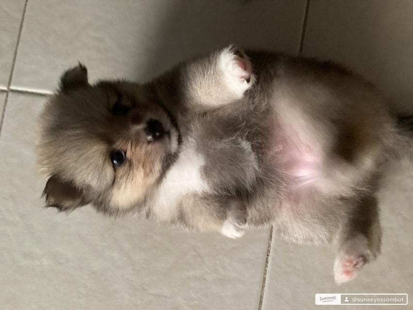 ปอมเปอเรเนียน