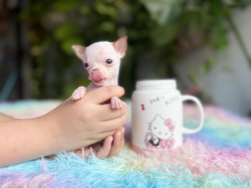 ชิวาวาแท้ ขนสั้นทีคัพ เพศผู้