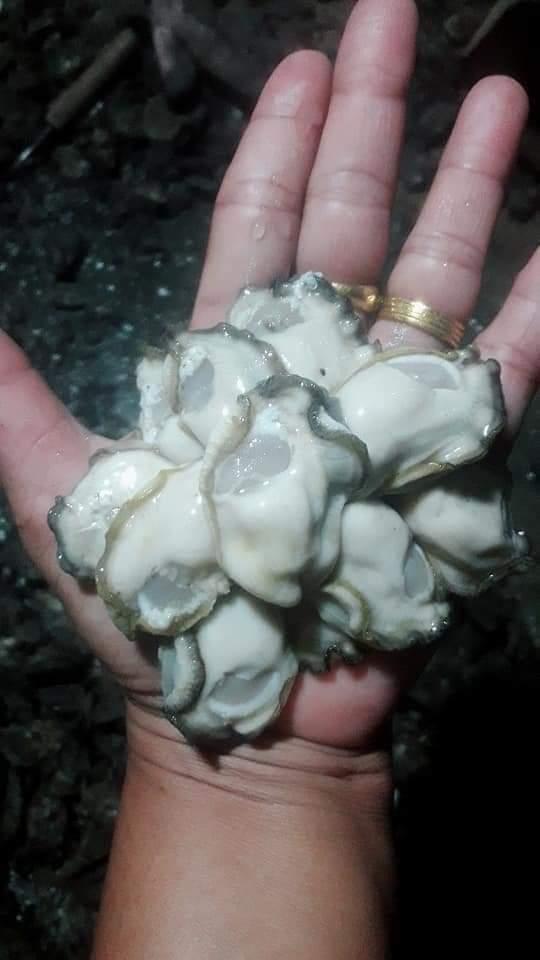 หอยนางรมไทย 3