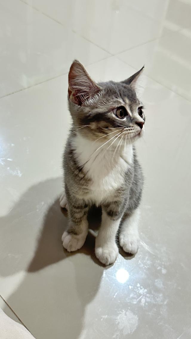 แมว เพศชาย 5
