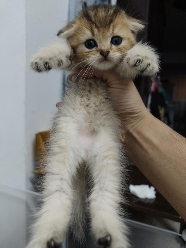 ลูกแมว สีส้มสี🍊น้ำตาล🐻หูพับและไม่พับ มันกินช์ขาปกติ รูปที่ 1