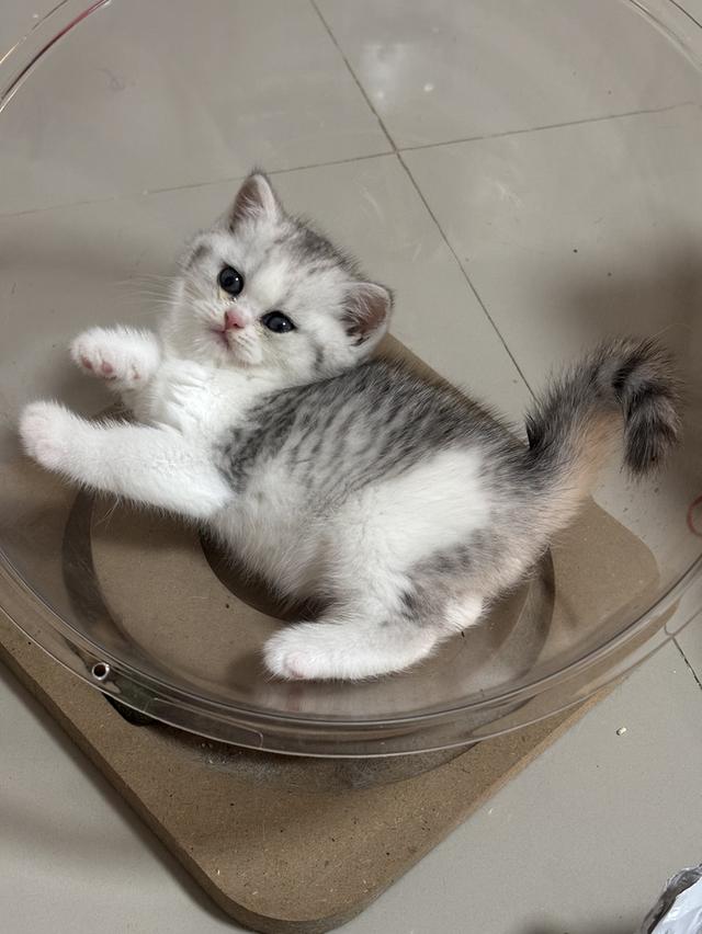 แมวบริติช British shorthair รูปย่อยที่ 3