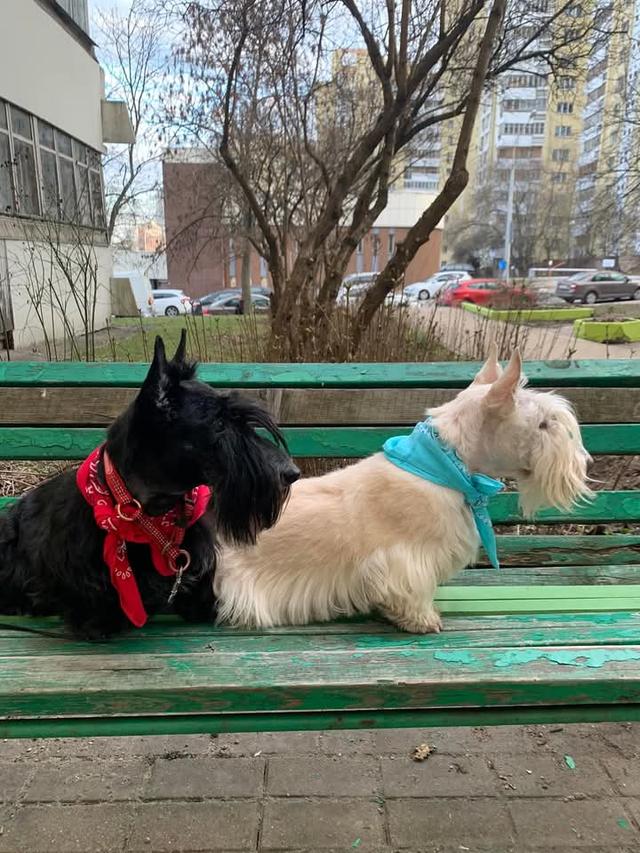 ขาย Scottish Terrier ขนสีขาว แท้ 3