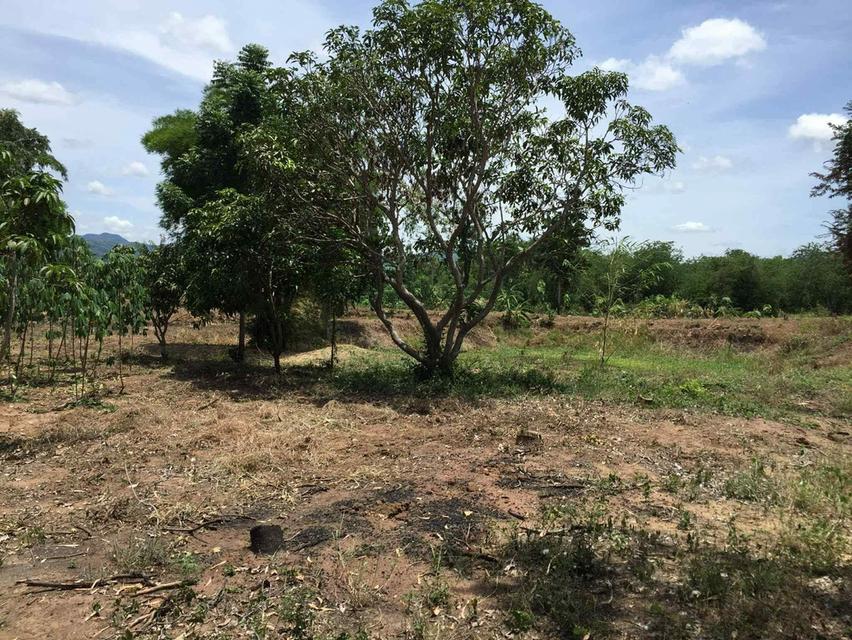 ขายที่ดิน ขายดินเมืองเพชรบุรณ์ ขายที่ดินอำเภอเมือง 4