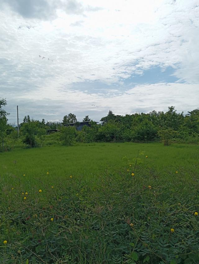 ขายที่ดิน 100 ตรว. เชียงใหม่ 4