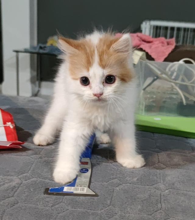 ลูกแมว สกอตทิศ โฟร์ แท้ รูปที่ 2