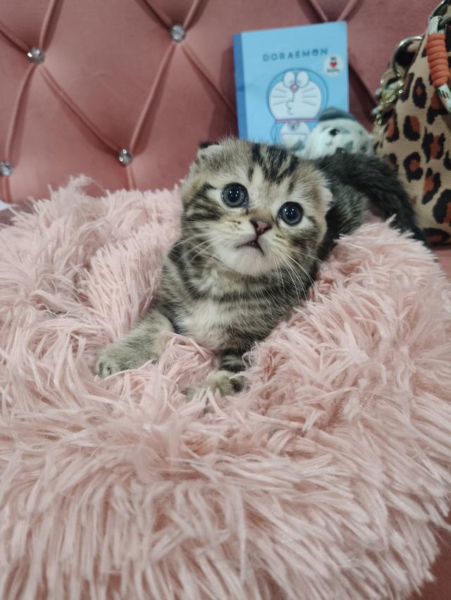 เด็กชาย หูพับ  พร้อมย้ายบ้าน🏡😍😻 รูปที่ 4