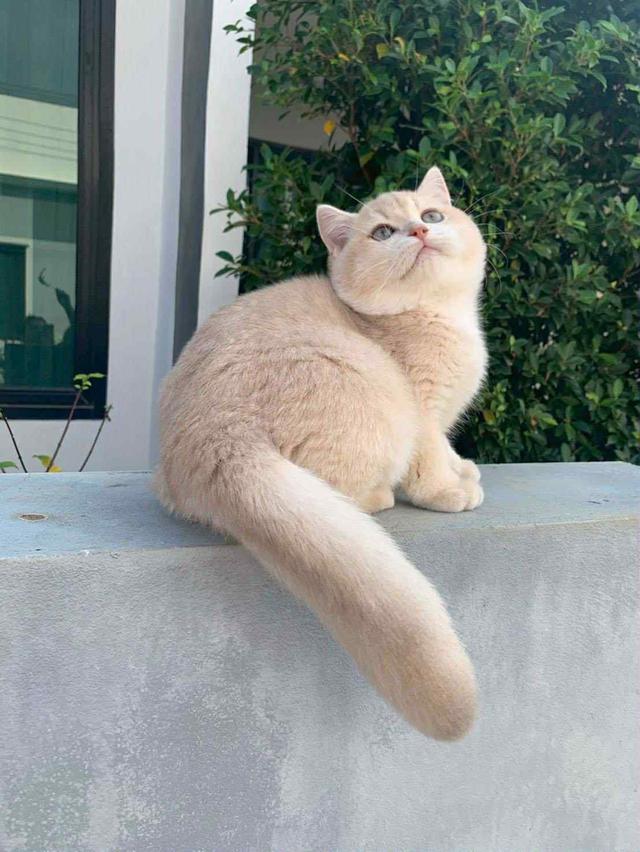 แมว บริติชช็อคแฮร์เด็กผู้ชาย 5เดือน 6