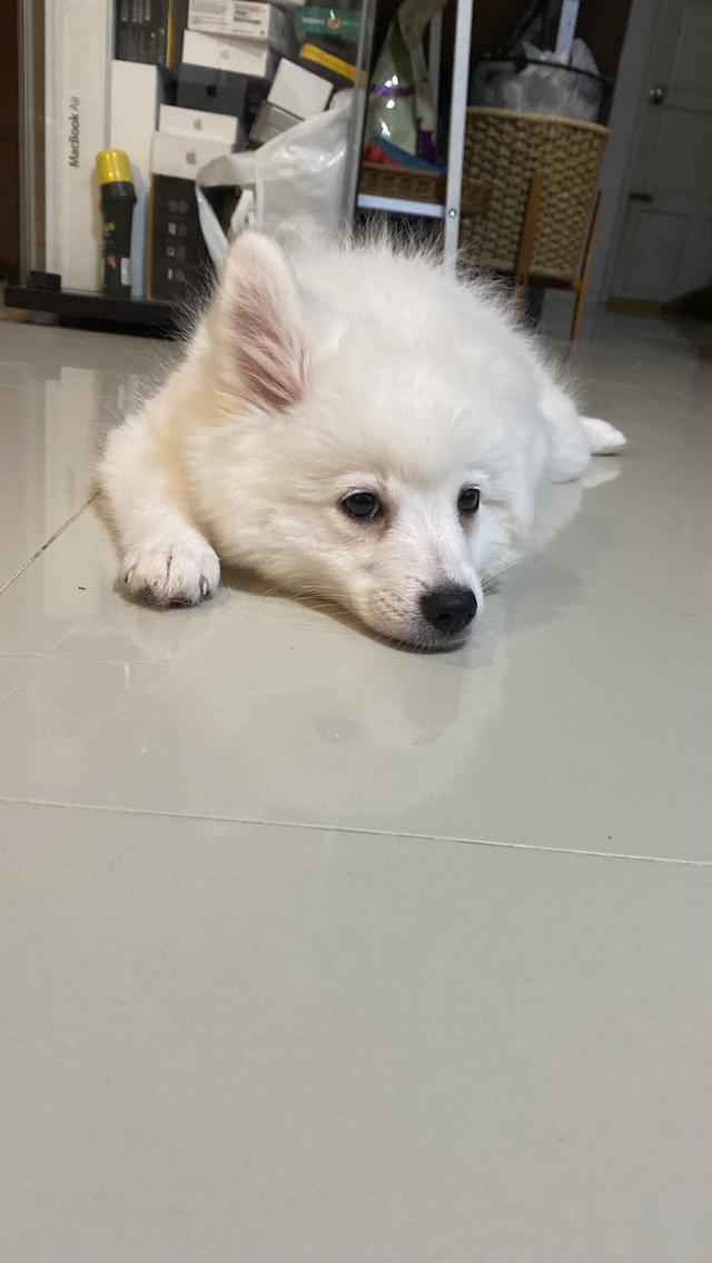 Japanese Spitz  8