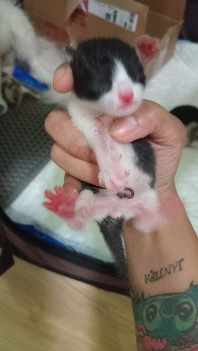 ลูกแมวบริติช 3