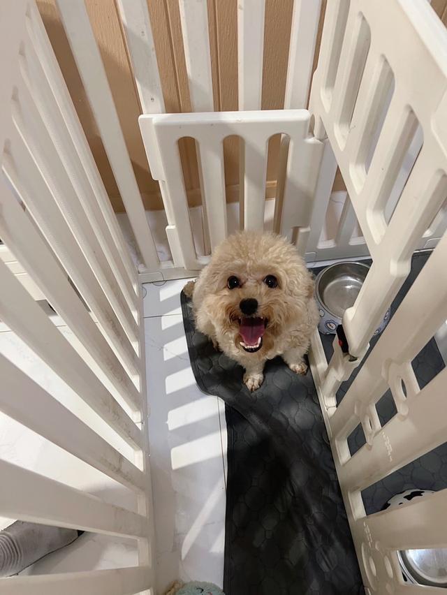 พุดเดิ้ลทอย เมีย หาบ้านอบอุ่น รูปที่ 1