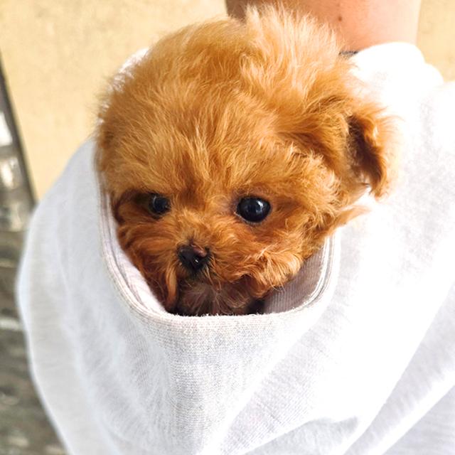 ขายลูกสุนัข Poodle สี Red หน้าตุ๊กตา ตัวเล็ก เกรดพรีเมียม นำเข้าจากเกาหลี