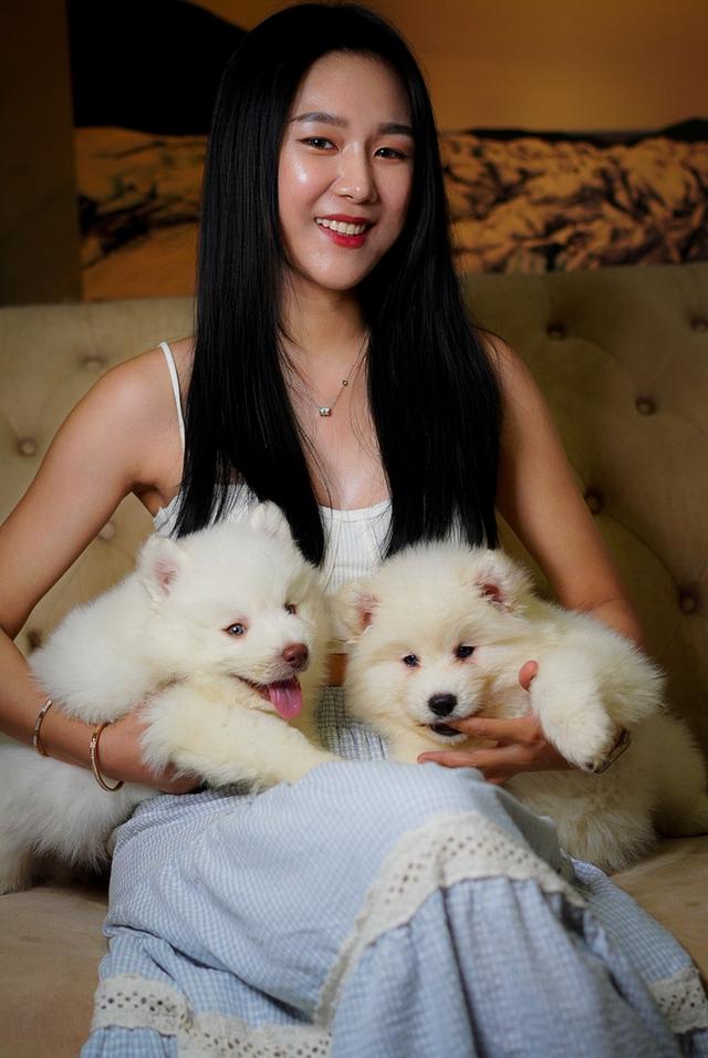 ไซบีเรียนขาว Pure white husky 8