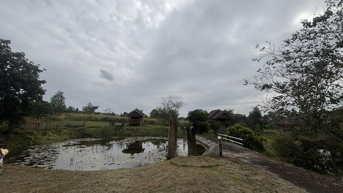 ทอไหม ไอหมอก รีสอร์ท 8 ไร่ 9.5 ล้าน บ.ไทรทอง อ.วังน้ำเขียว 1