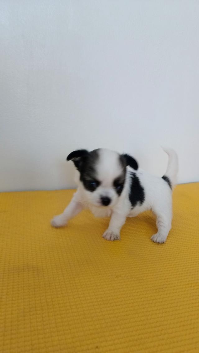 สุนัขชิวาวาแท้ ขาวดำ สุขภาพแข็งแรง รูปที่ 1