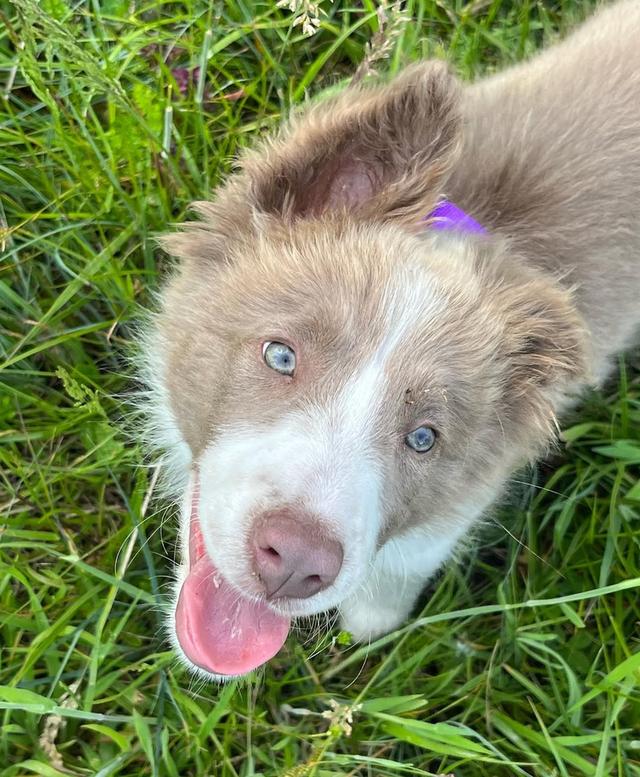 ขายสุนัขสุดน่ารัก Border Collie ตาสีฟ้า สวยมาก 2