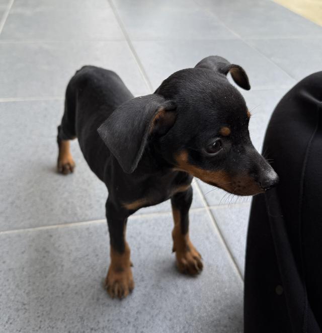 ลูกสุนัขพันธุ์มิเนเจอร์ (Miniature Dogs) 9